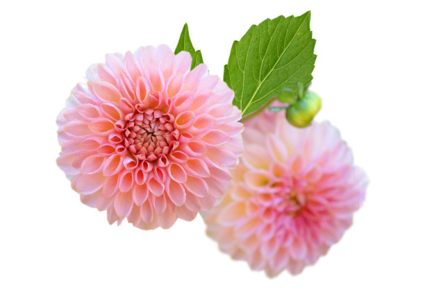 一束粉红色的大丽花孤立的白色图片下载