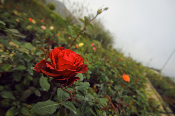 红玫瑰盛开的图片下载