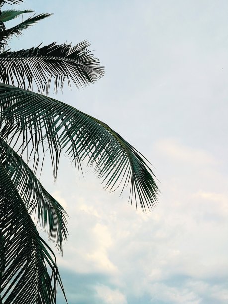 椰子树叶图片下载