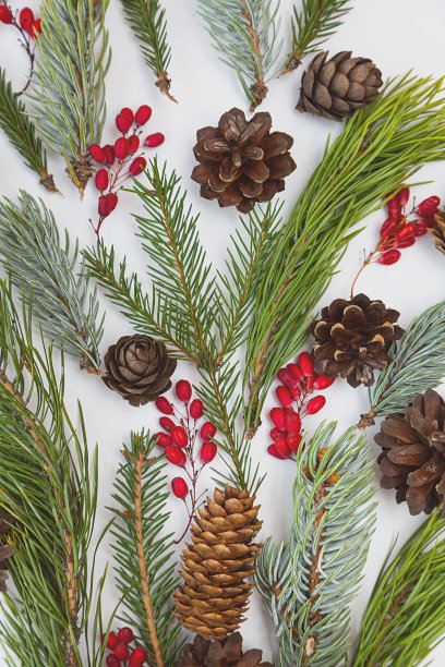 这是一种用浆果、云杉、松果和小树枝制成的圣诞或新年水果。在白色背景上的各种针叶树枝和球果。假期的明信片图片下载