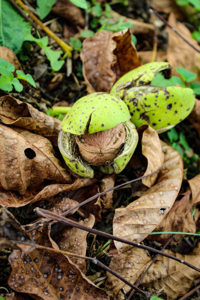 垂直拍摄。一张胡桃在开裂的绿色壳里的照片。核桃下面是干树叶和绿草。扎维德维奇，波斯尼亚和黑塞哥维那。图片下载
