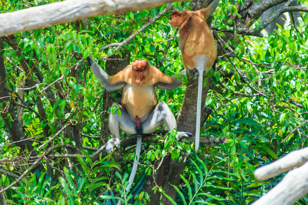 长鼻猴或鼻幼虫图片下载