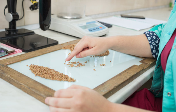 实验室助理的女性手在检查荞麦的质量。图片下载