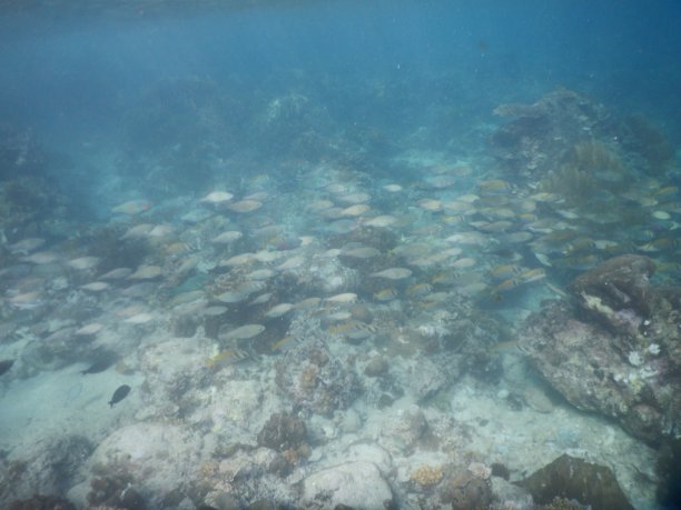 厄尔尼诺的鱼群图片下载