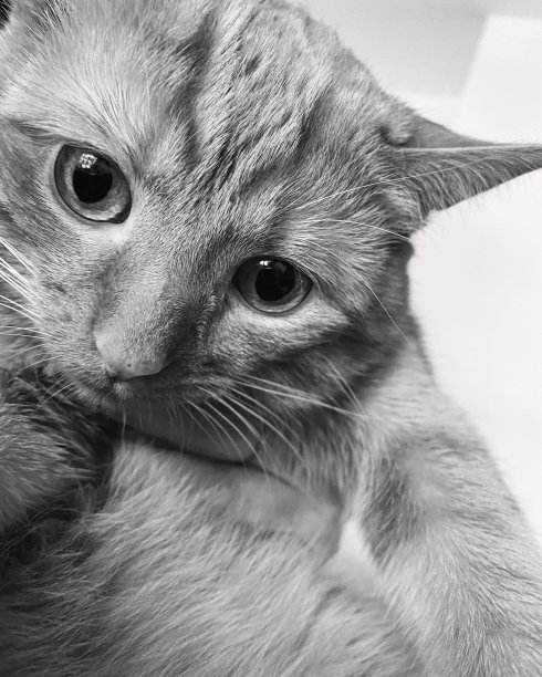 男虎斑图片下载