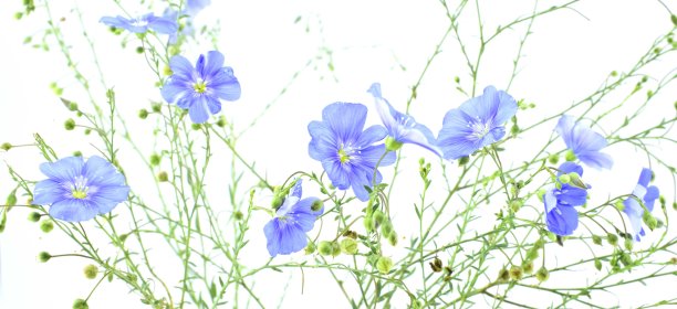 美丽的蓝色野花孤立在白色的背景上。多年生亚麻，多年生亚麻、蓝亚麻或棉绒。图片下载