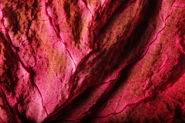 干叶纹理抽象背景图片下载