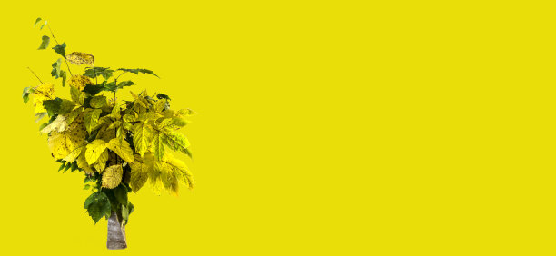 孤秋花束，枯枝与枯叶插在花瓶里图片下载