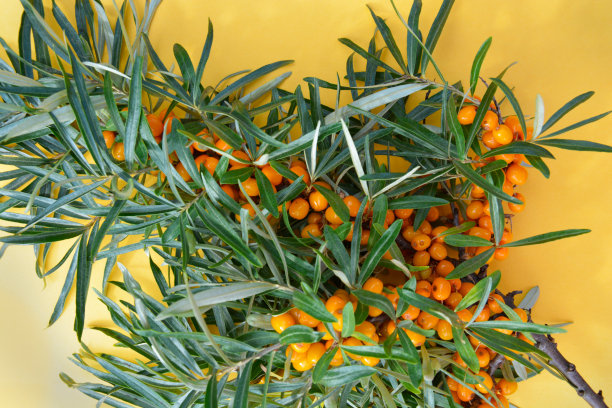 黄色背景上有浆果的沙棘树枝。篇文章,海报。图片下载