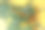 黄色背景上有浆果的沙棘树枝。篇文章,海报。图片下载
