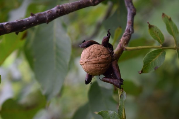 大螺母图片下载