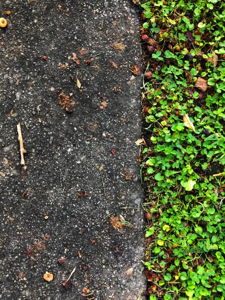 人行道和绿色三叶草-彩色肖像格式图片下载