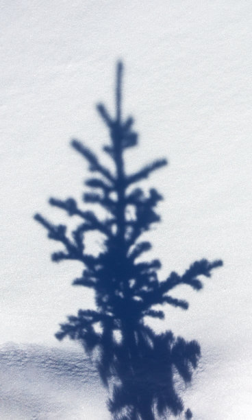 离焦的影子从圣诞树上白色纹理的雪。寒假的背景。新年快乐和圣诞快乐的概念和想法图片下载