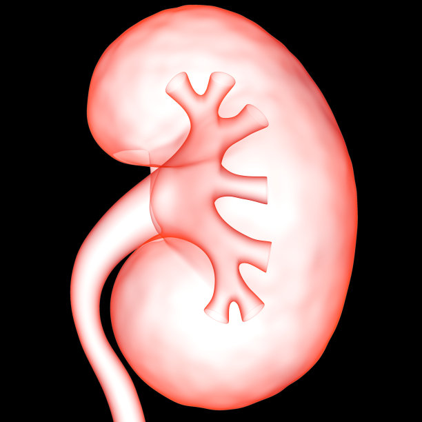 人体泌尿系统及肾脏解剖学图片下载