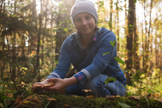 白种妇女在森林里割蜜蘑菇或蜜环菌。图片下载