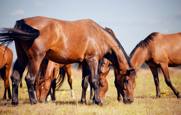 一群在田野上吃草的运动马。图片下载