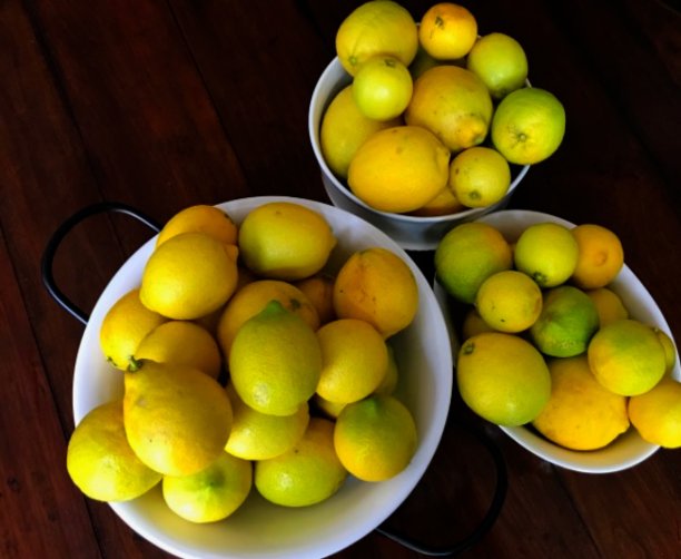 柠檬收获图片下载