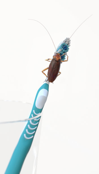 牙刷上的蟑螂图片下载