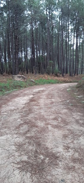 在森林中漫步图片下载