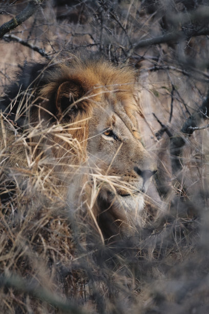狮子藏在灌木丛里图片下载