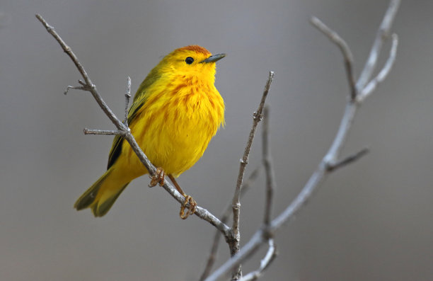 加拉帕戈斯群岛的野生动物和自然图像，加拉帕戈斯红树林林莺，紫斑海鸟图片下载