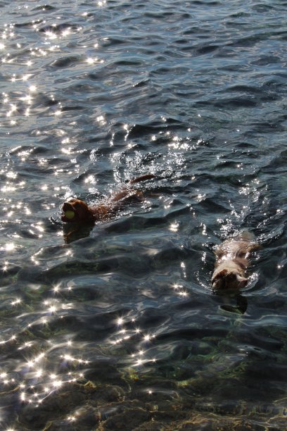 比赛日期图片下载