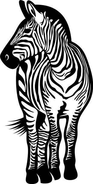 图形斑马隔离在白色背景图片下载