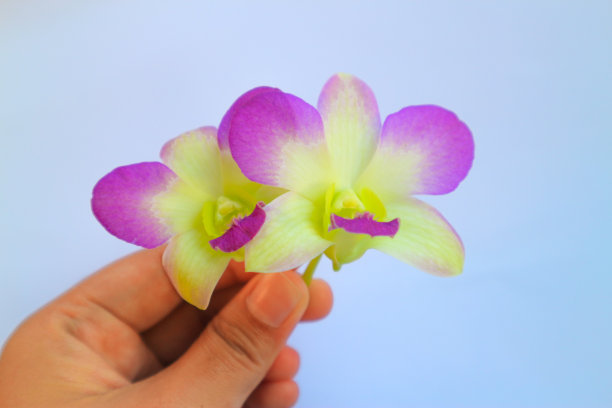 手捧两朵兰花的特写图片下载