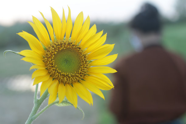 向日葵和模糊背景中的一个人。图片下载