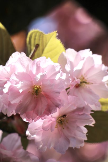 树上的花图片下载