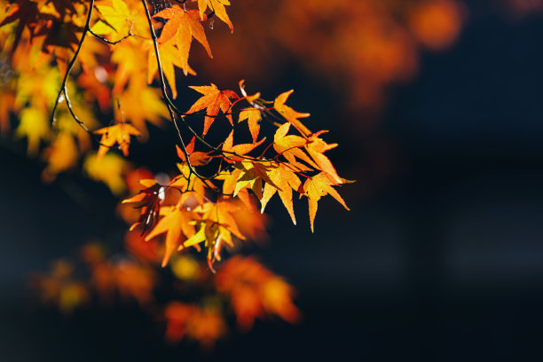 秋天的落叶图片下载