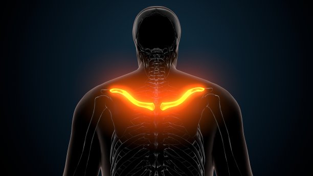 人体骨骼解剖锁骨的3d插图图片下载