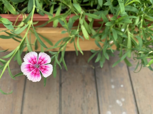 单一的绽放图片下载