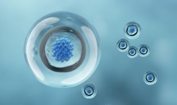 早期人类胚胎图片下载