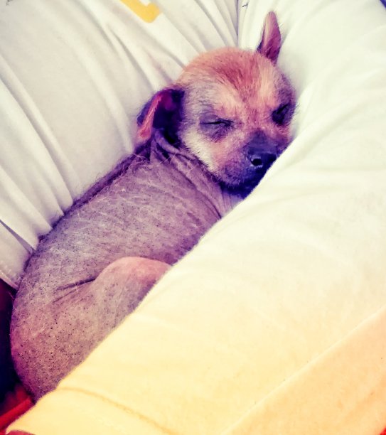 狗的日子图片下载