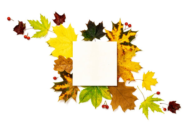 秋天的落叶。干燥的绿叶，黄叶和红浆果的形状框架孤立在白色背景空白文字。创意俯视图平铺秋构图。图片下载