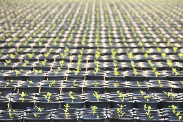 在温室苗圃内的盆中种植的成行有机沙拉作物，用于农业用途图片下载