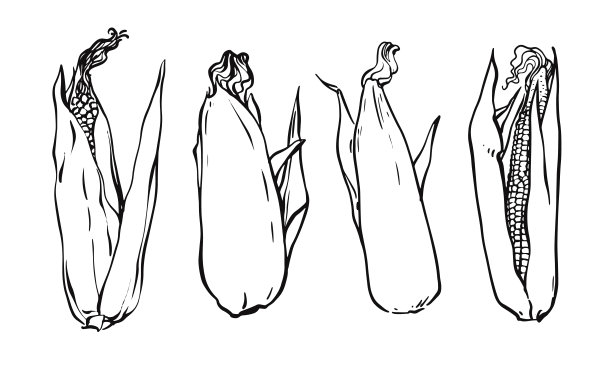 新鲜玉米穗的照片。白色背景上的矢量图。黑白矢量图图片下载