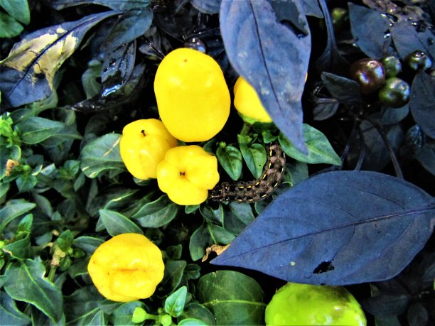 日本。8月。装饰胡椒。夏天自然的模式。图片下载