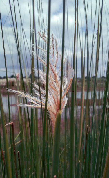 佩莫弗劳尔图片下载