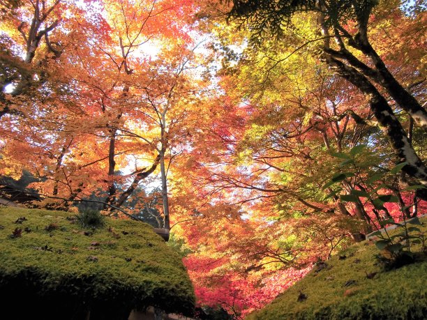 秋叶青苔图片下载