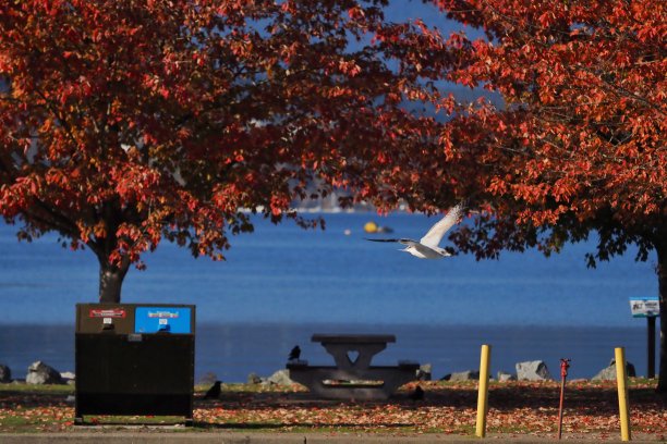 岩石角公园的秋天图片下载
