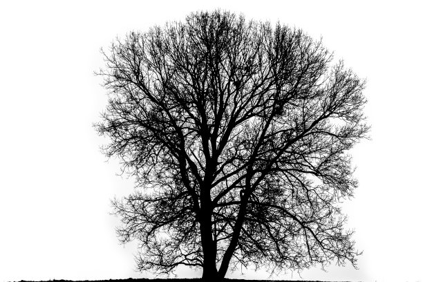 没有叶子的树在白色背景上的黑色面具。图片下载