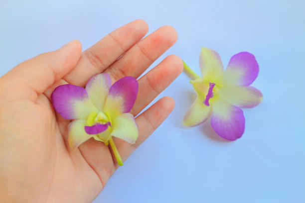 手捧兰花的特写图片下载