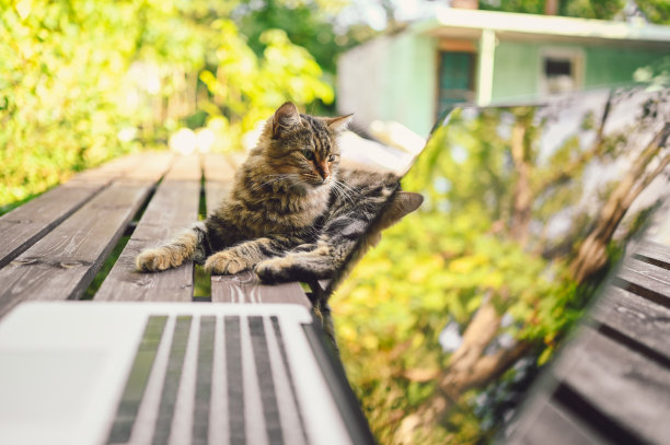 在夏天的花园里，一只毛茸茸的流浪猫坐在长椅上，电脑树上的倒影映在室外图片下载