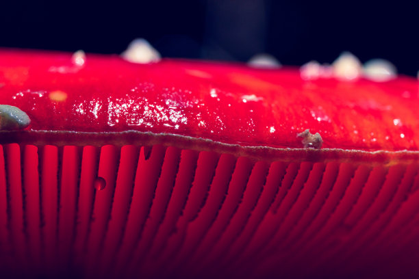这是一个红色蘑菇帽的特写镜头，光线透过蘑菇帽，照亮了蘑菇的鳃或片层，图片显示了一个神秘的伞菌。图片下载