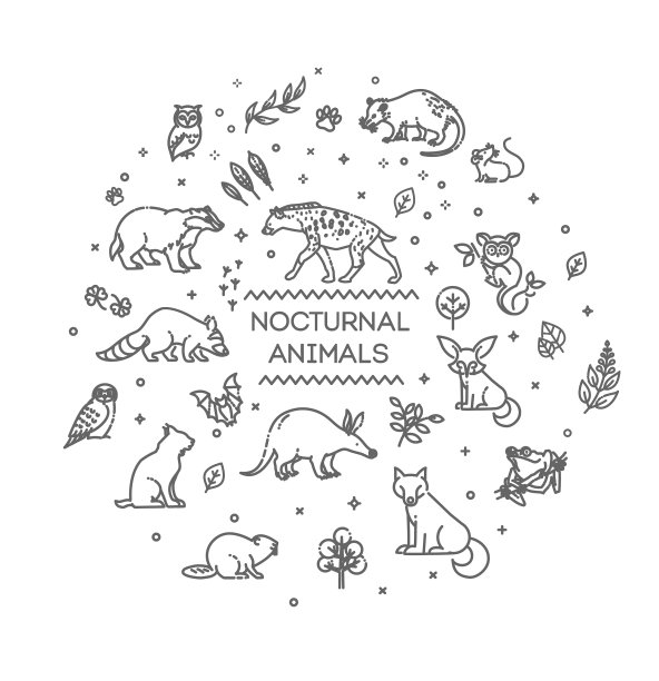 设置线形夜行动物图片下载