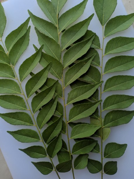 鲜咖喱叶菜图片下载