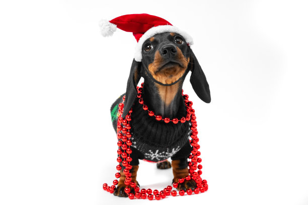 滑稽听话的腊肠小狗在温暖的针织圣诞夹克，圣诞帽和与闪闪发光的花环脖子摆姿势为假日照片拍摄或广告在白色背景，前视图，拷贝空间图片下载