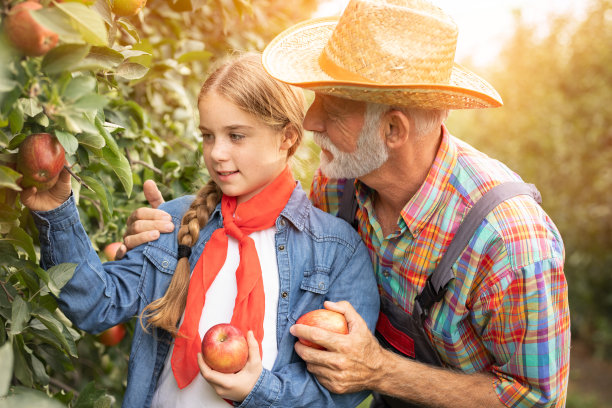 可爱的少女和她的爷爷在花园捡苹果图片下载